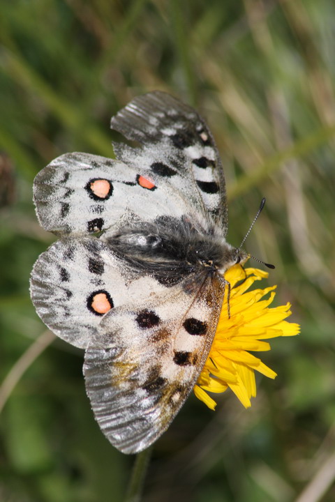 Parnassius phoebus